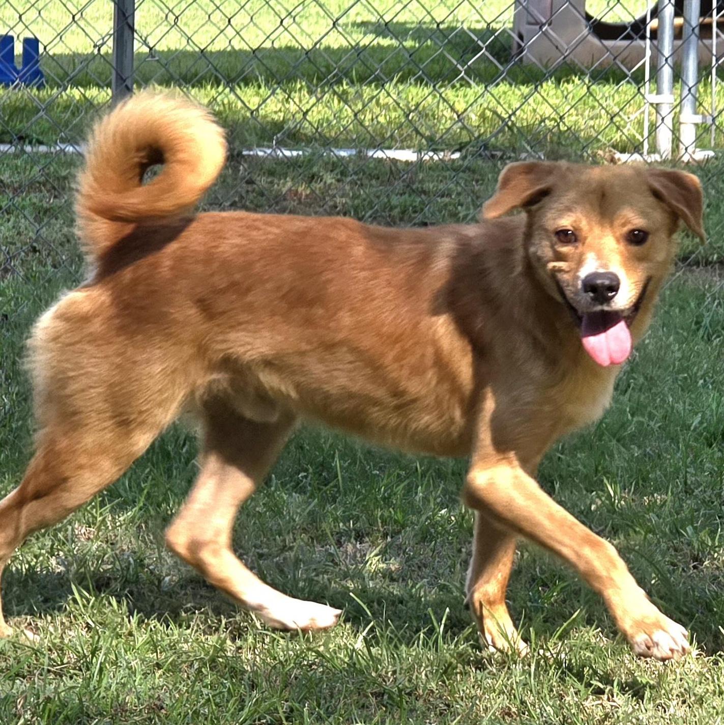 Finnegan "finney Fox"