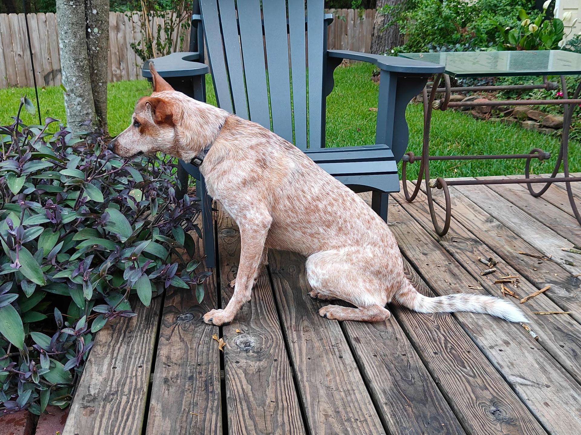 A young medium-sized female Australian Cattle Dog / Blue Heeler dog named Tori for adoption in Spring, TX