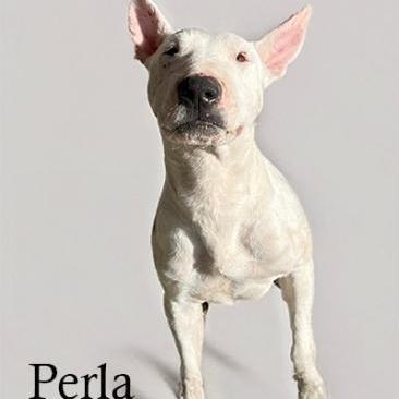 Perla