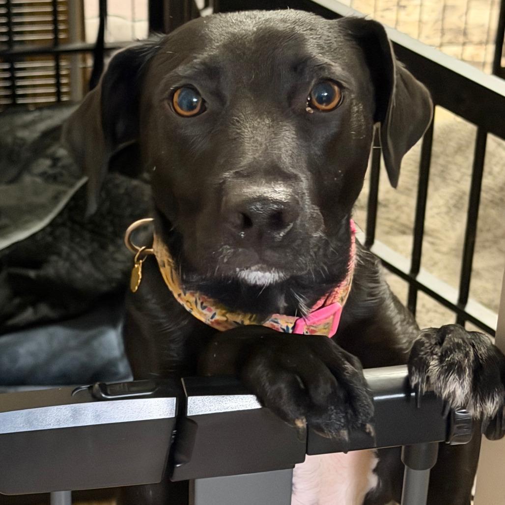 A young medium-sized female Black Labrador Retriever dog named Dot for adoption in Alexandria, VA