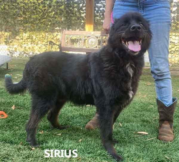 Sirius