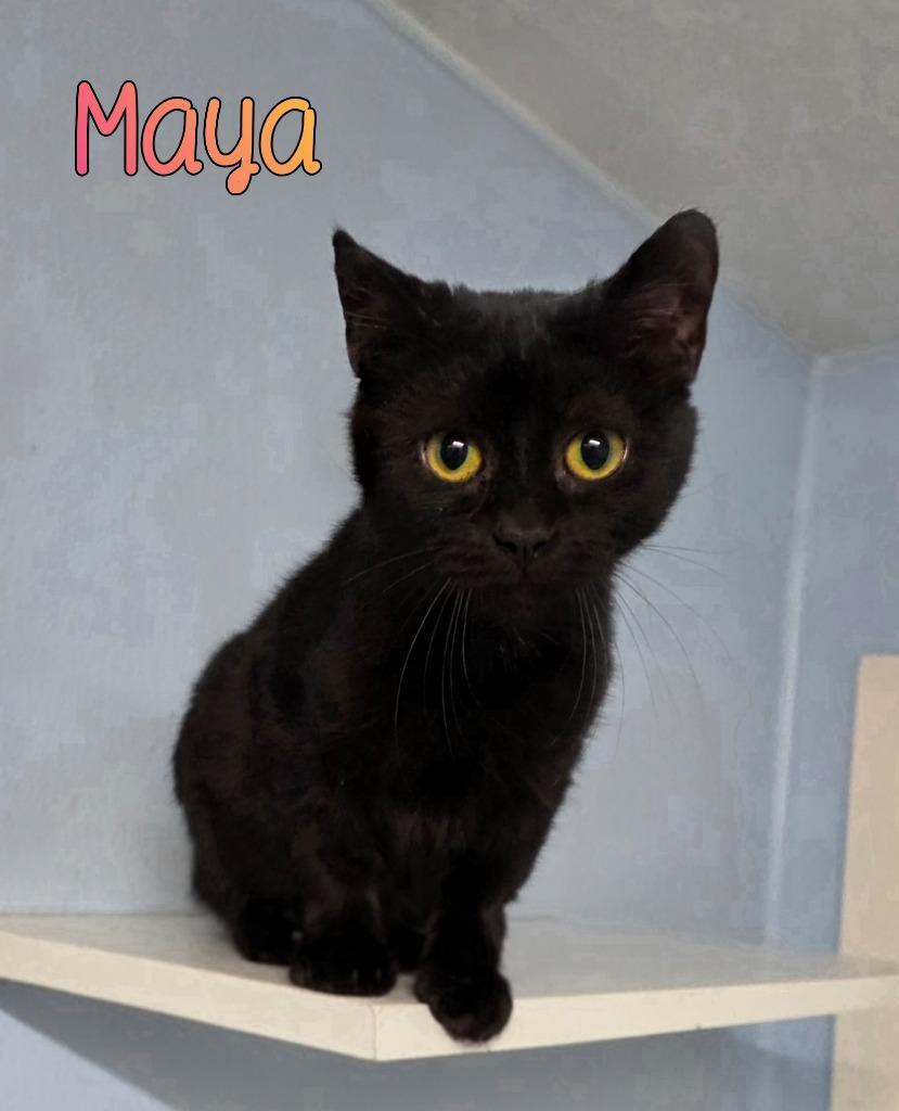Maya