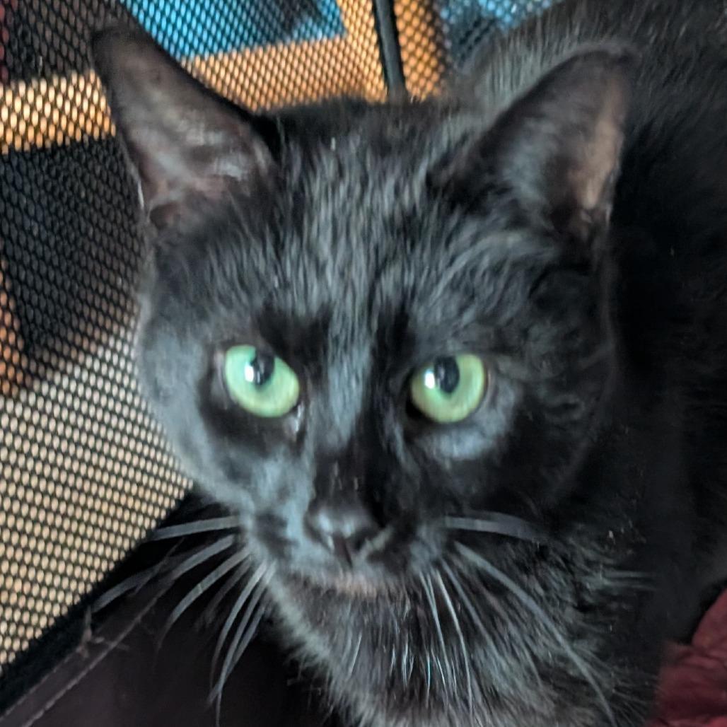 Maple @ Pet Supplies