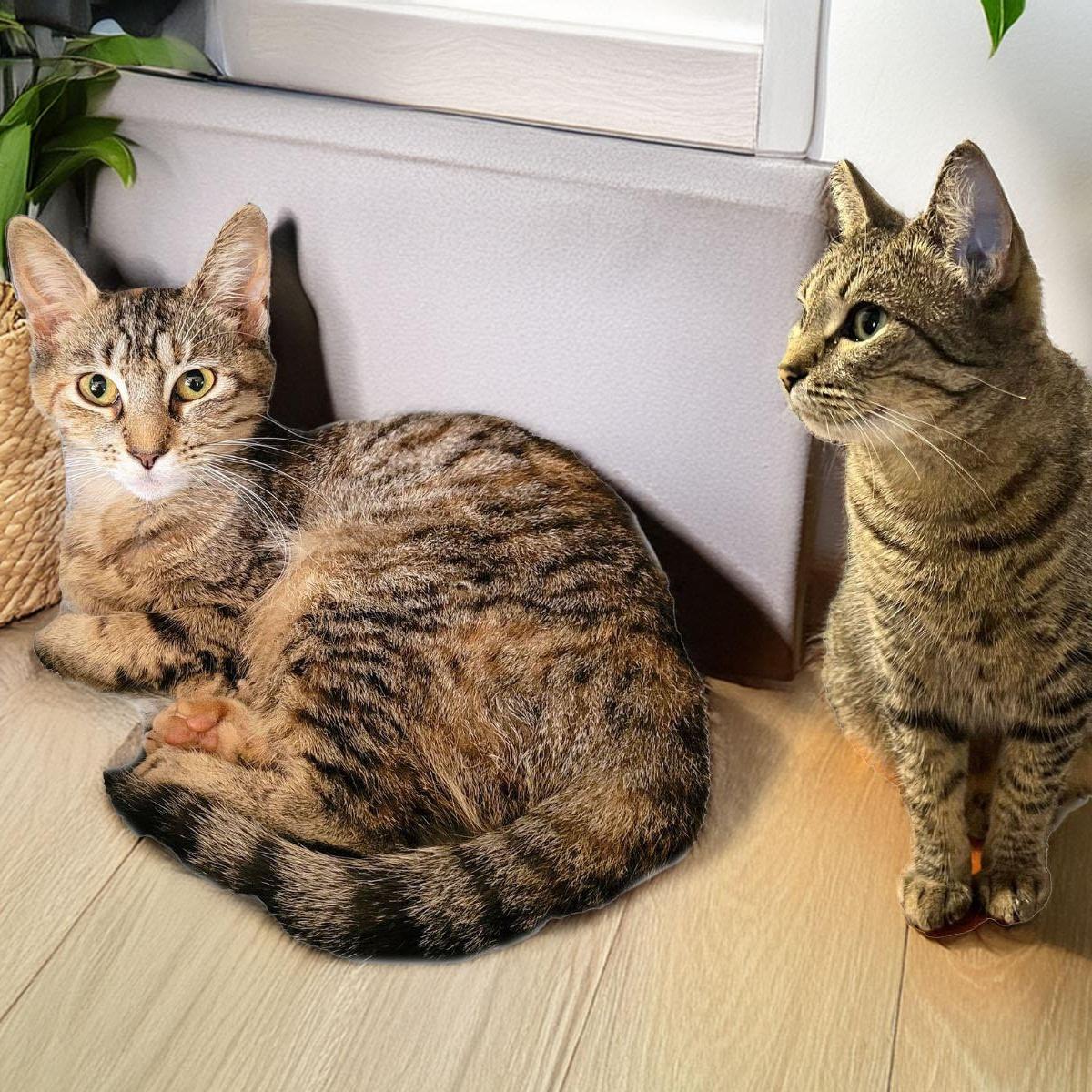 Holly Bonded With Trixie