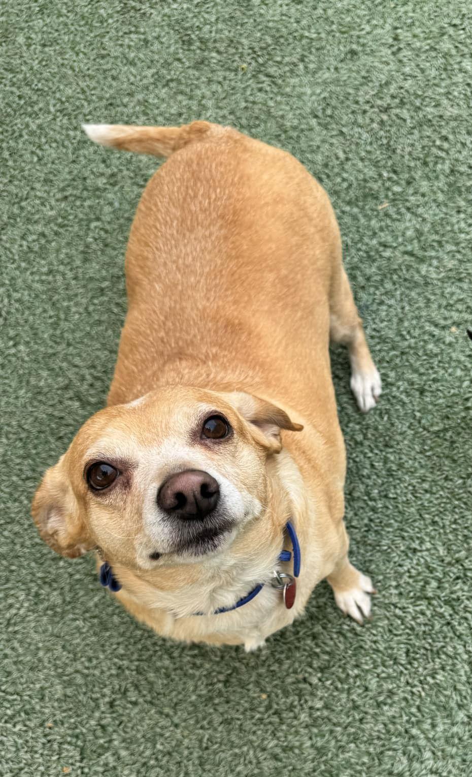 Jersey & Dukebonded Pair