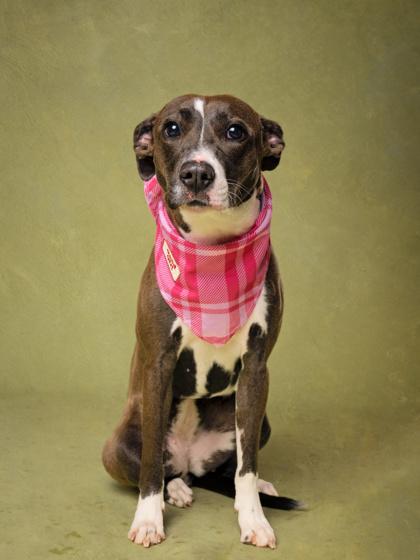 An adult medium-sized female Mixed Breed dog named Dior for adoption in Atlanta, GA