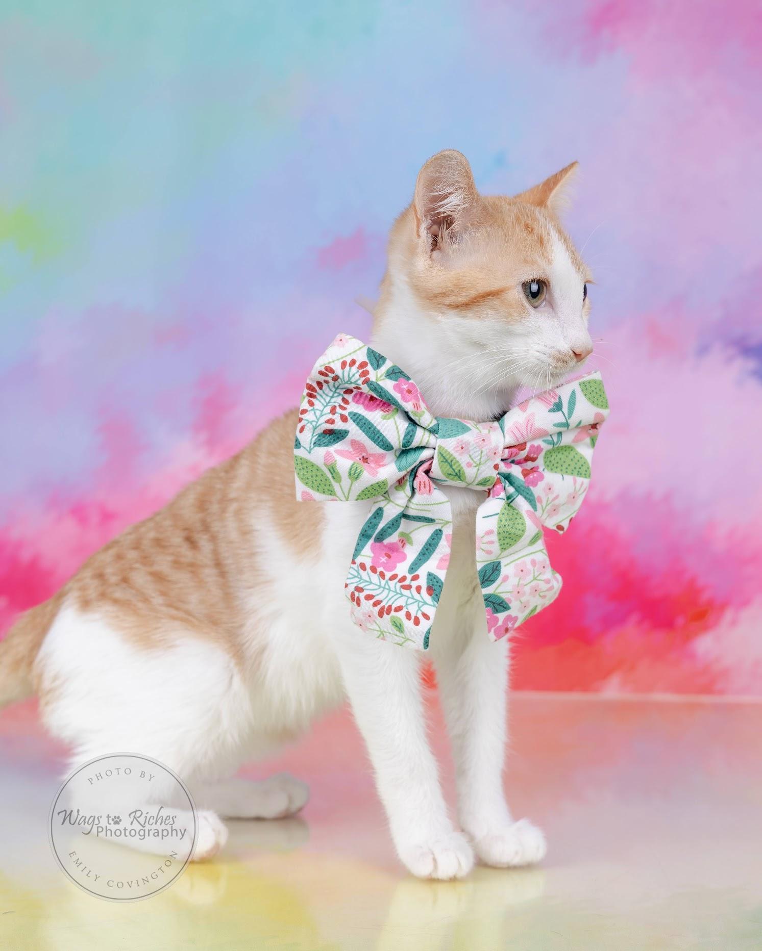 A young medium-sized female White Domestic Short Hair cat named Lili for adoption in Tuscaloosa, AL