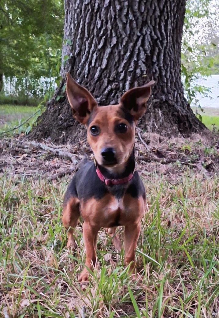 A young small-sized male Brown / Chocolate Dachshund dog named Jerino Brt for adoption in Missouri City, TX
