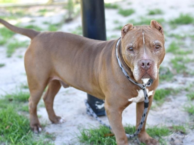 A senior large-sized male Apricot / Beige Pit Bull Terrier dog named Bruno for adoption in Humble, TX