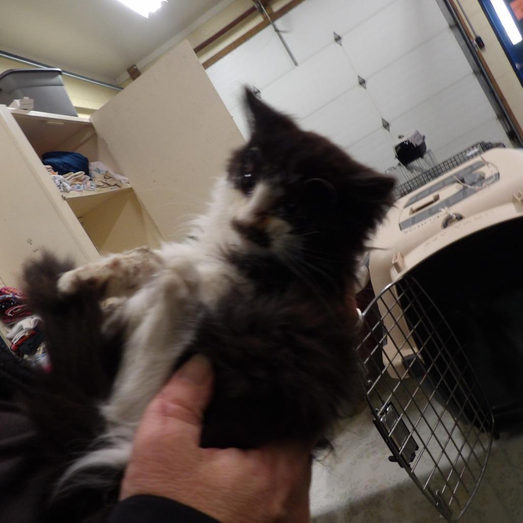 A young medium-sized male Black Domestic Long Hair cat named Drew for adoption in New York, NY