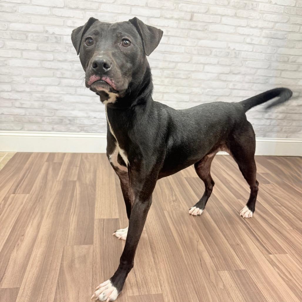 Sir Benedict Barkley