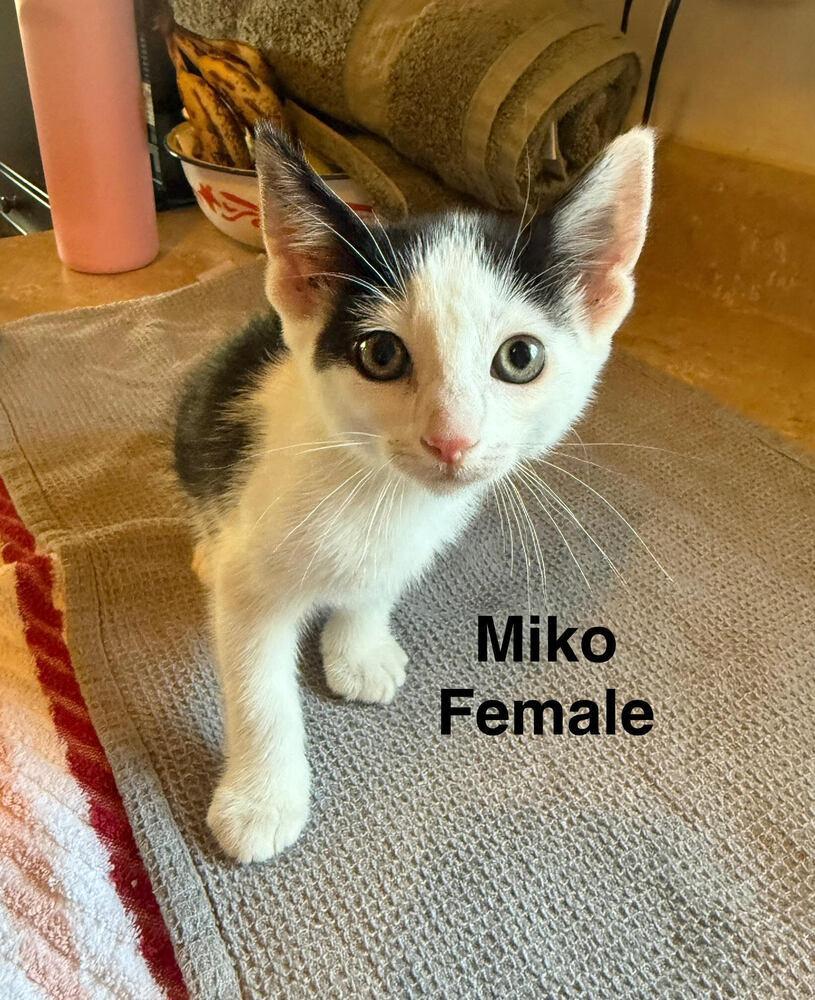 Miko