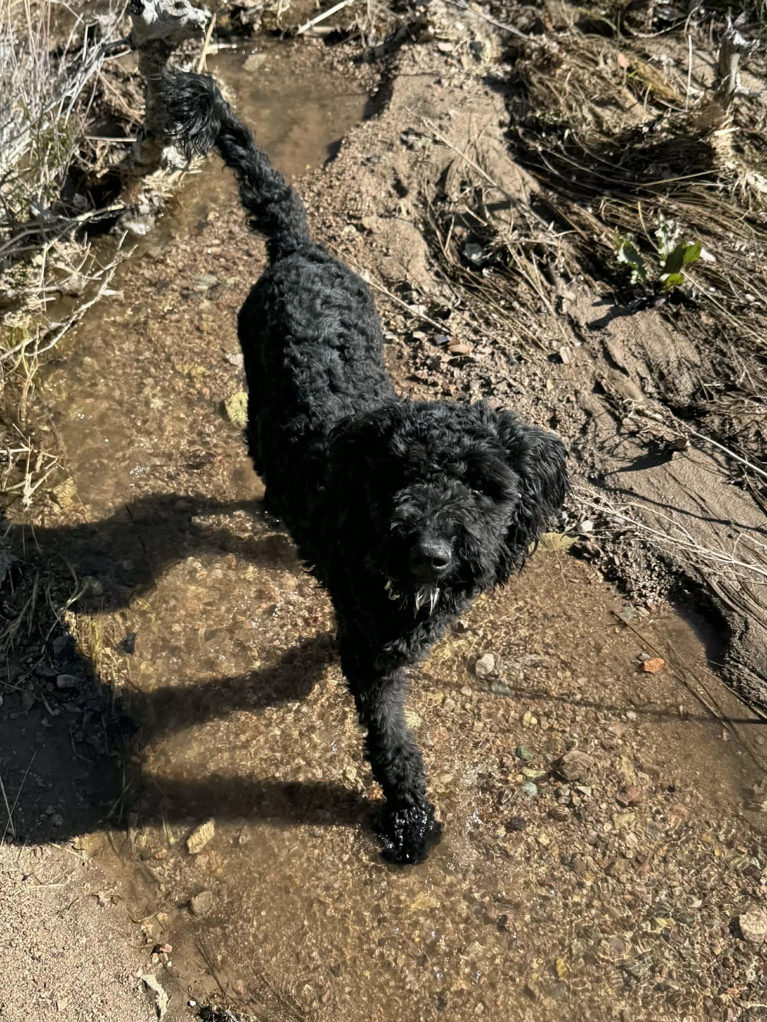 A young small-sized female Black Goldendoodle dog named Ms. Mabel for adoption in Palmdale, CA