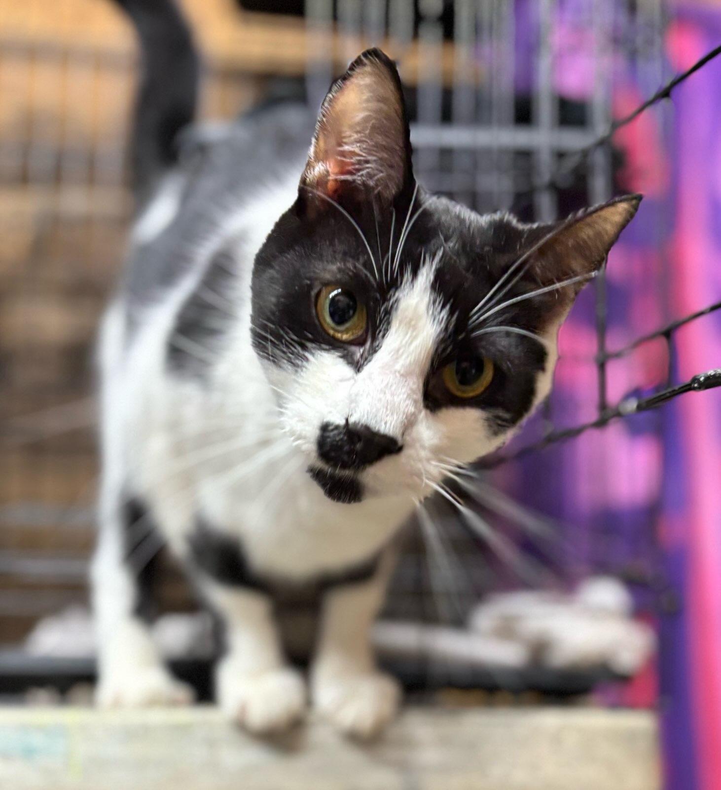 Linc Cow Cat Located