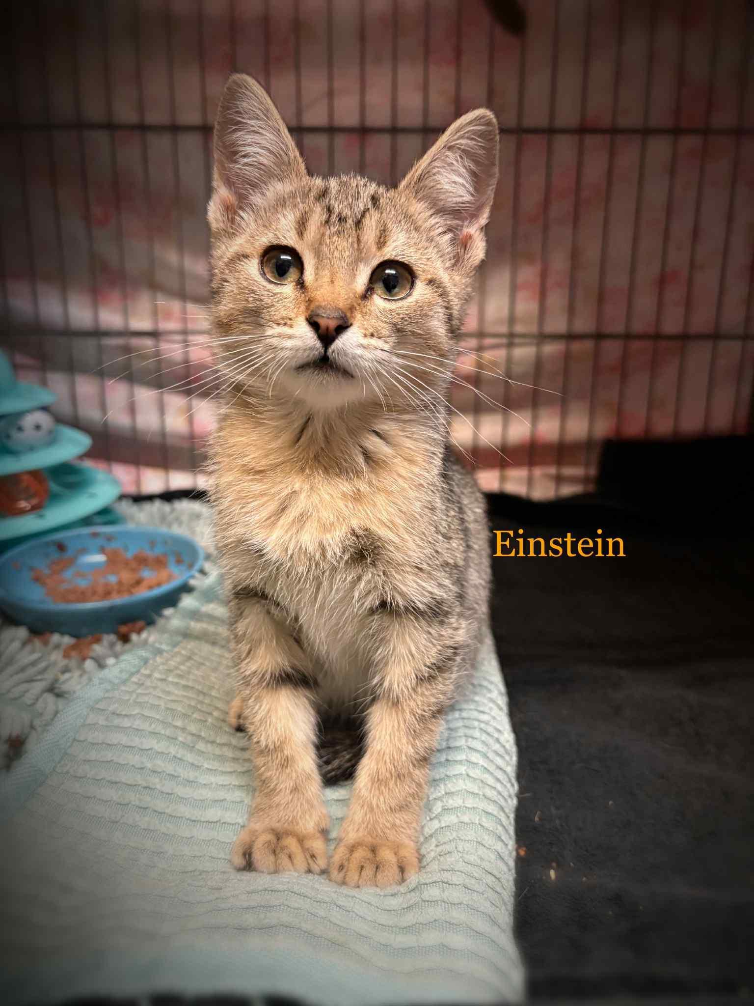 Einstein