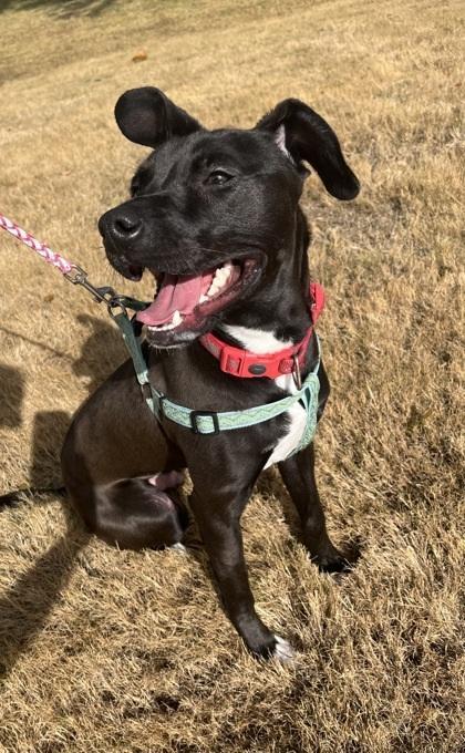 An adult medium-sized male Tricolor (Brown, Black, & White) Labrador Retriever dog named Jimmy for adoption in Pontotoc, MS