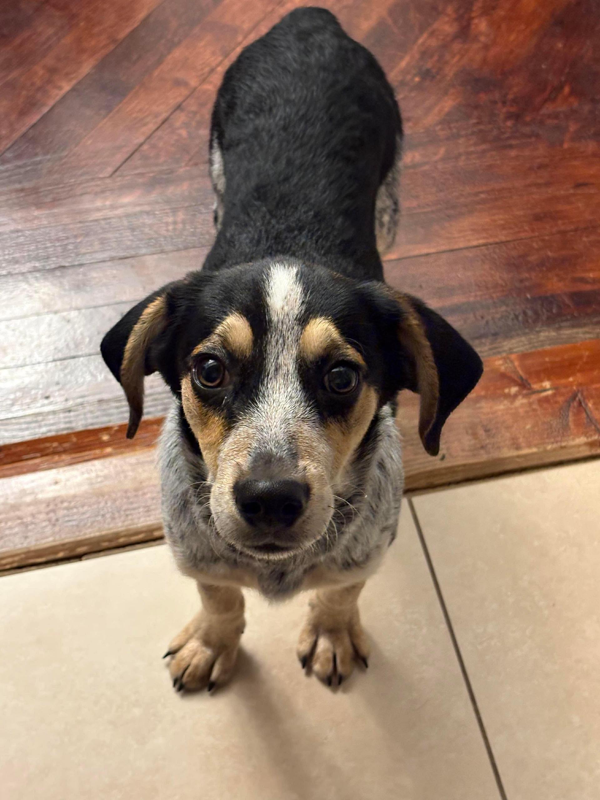 A young medium-sized male Beagle dog named Jasper for adoption in Westwood, NJ