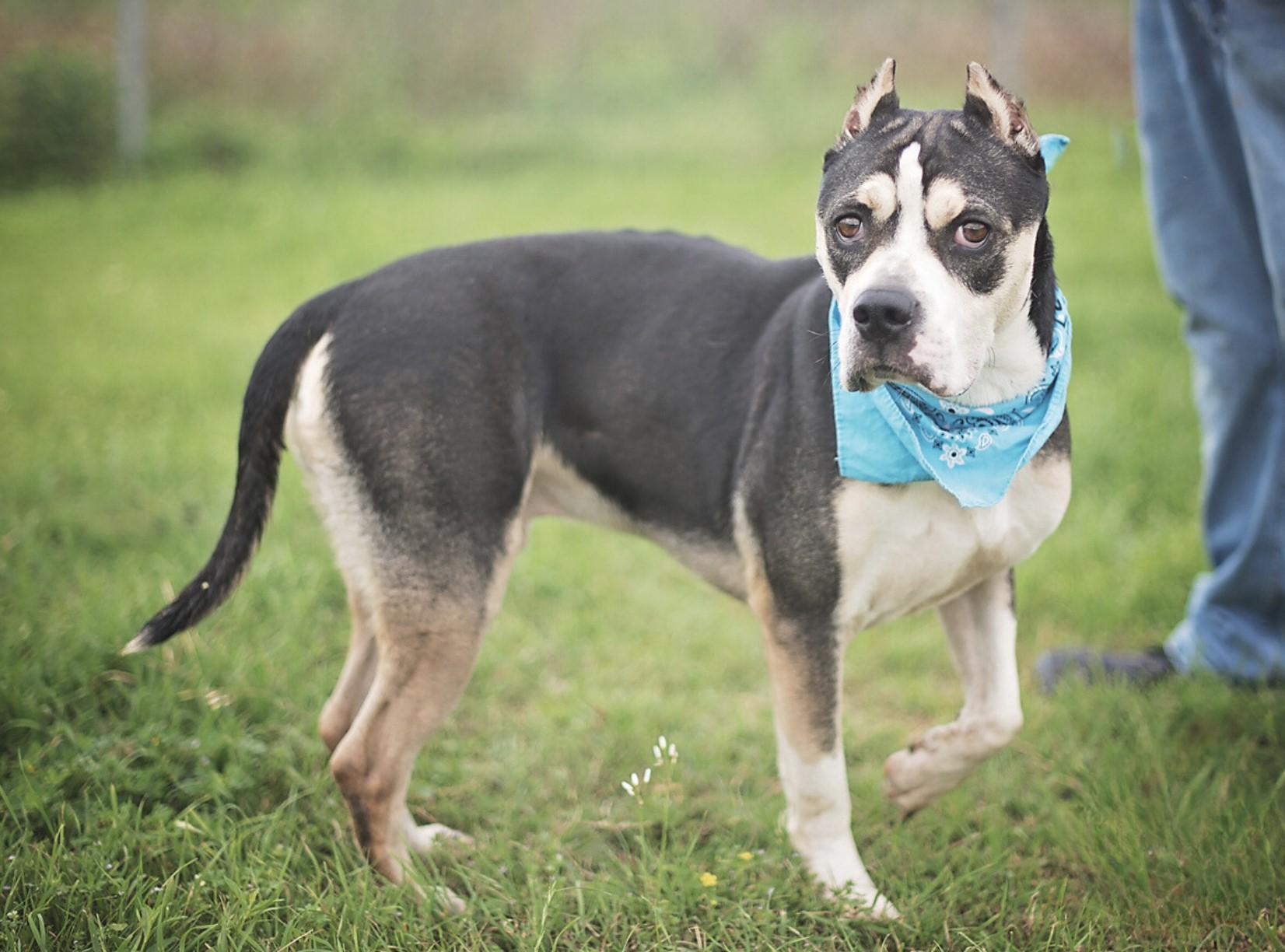 An adult medium-sized male Tricolor (Brown, Black, & White) American Staffordshire Terrier dog named Bruno for adoption in Oak Point, TX