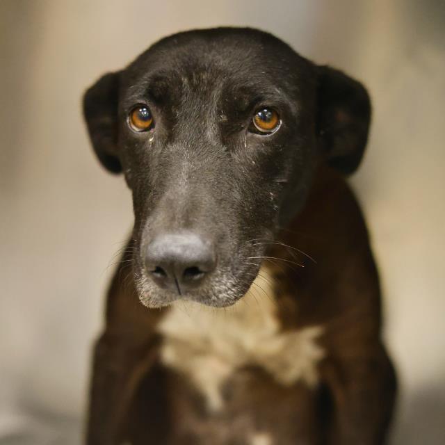 An adult medium-sized female Labrador Retriever dog named Penny for adoption in San Antonio, TX