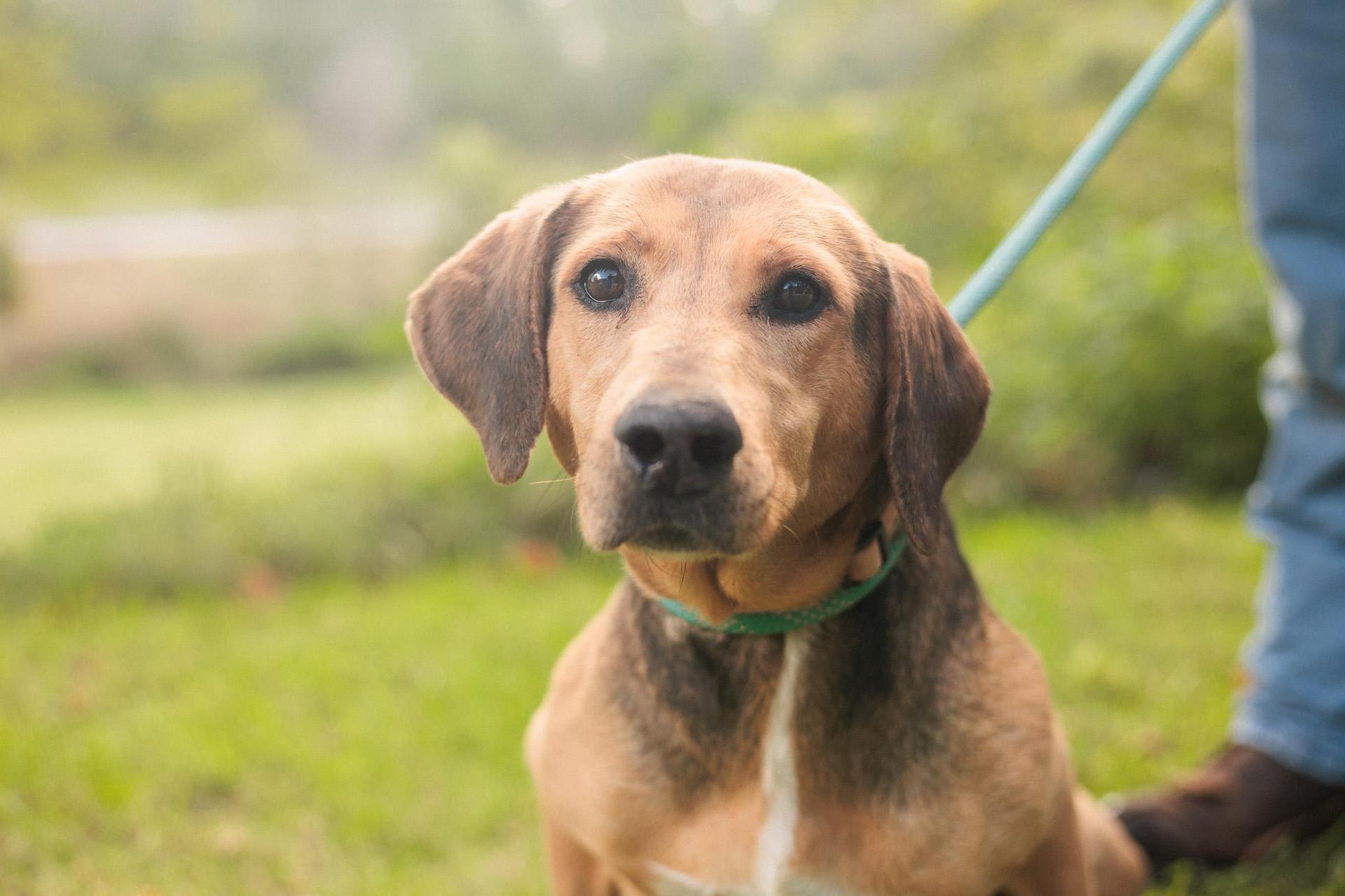 An adult medium-sized female Bicolor Beagle dog named Evie Transport for adoption in Gradyville, KY