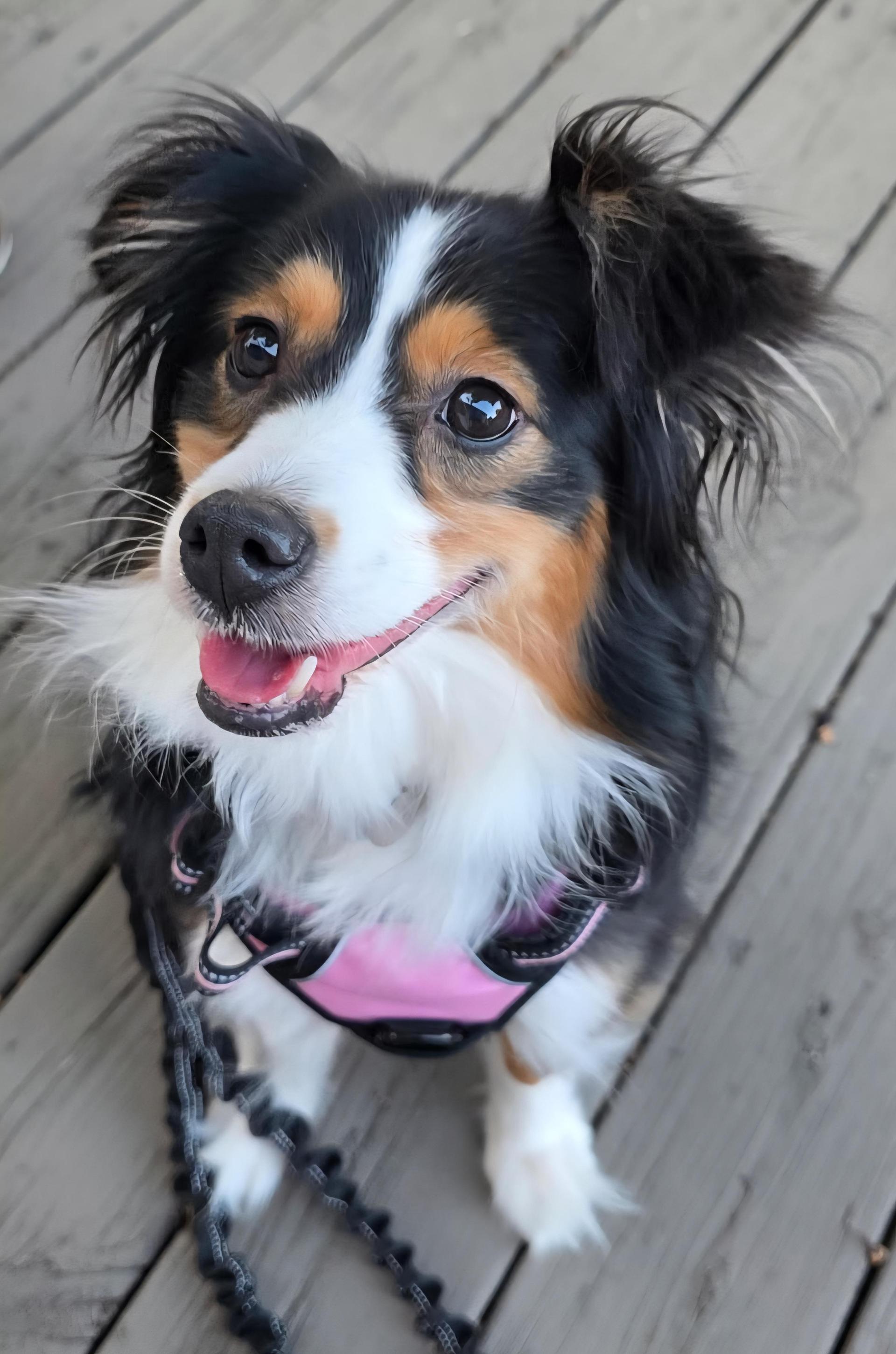 An adult medium-sized female Tricolor (Brown, Black, & White) Australian Shepherd dog named Luna for adoption in Cedar Rapids, IA