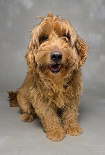 An adult medium-sized female Golden Retriever dog named Brandy for adoption in Malvern, PA