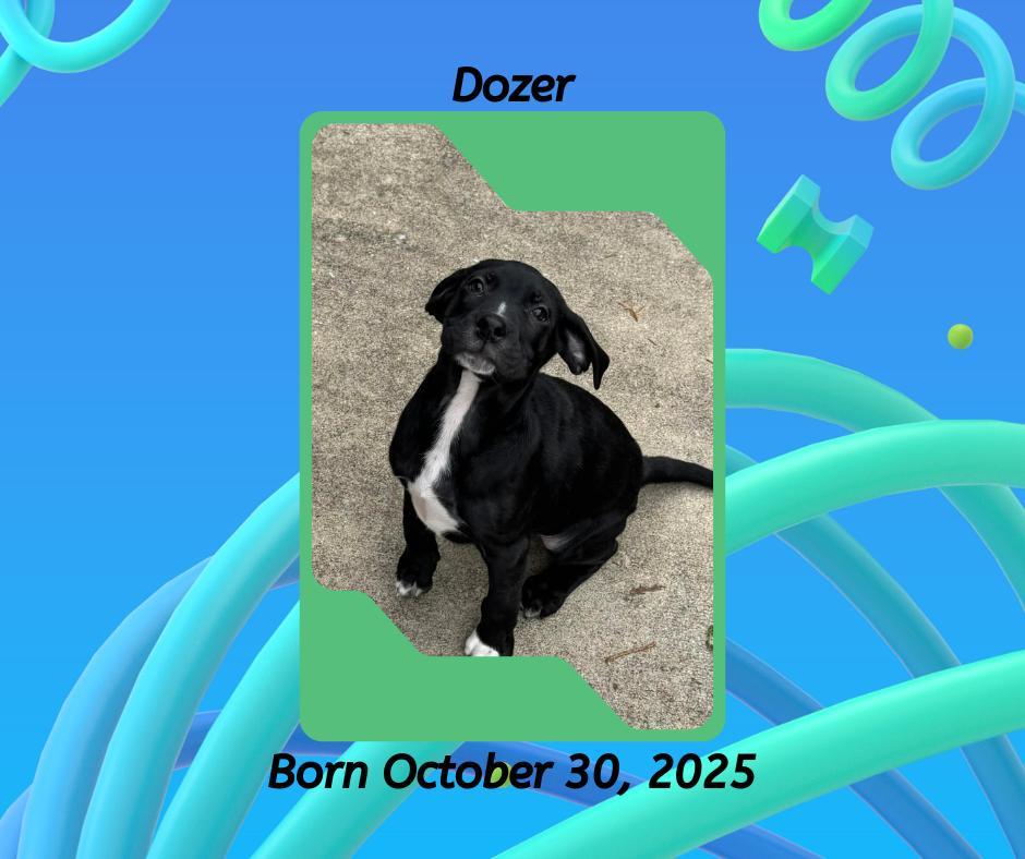 Dozer