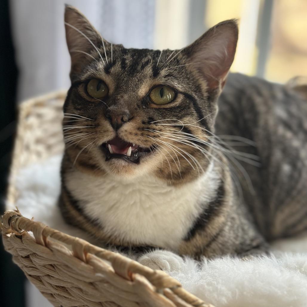 Soul Food International