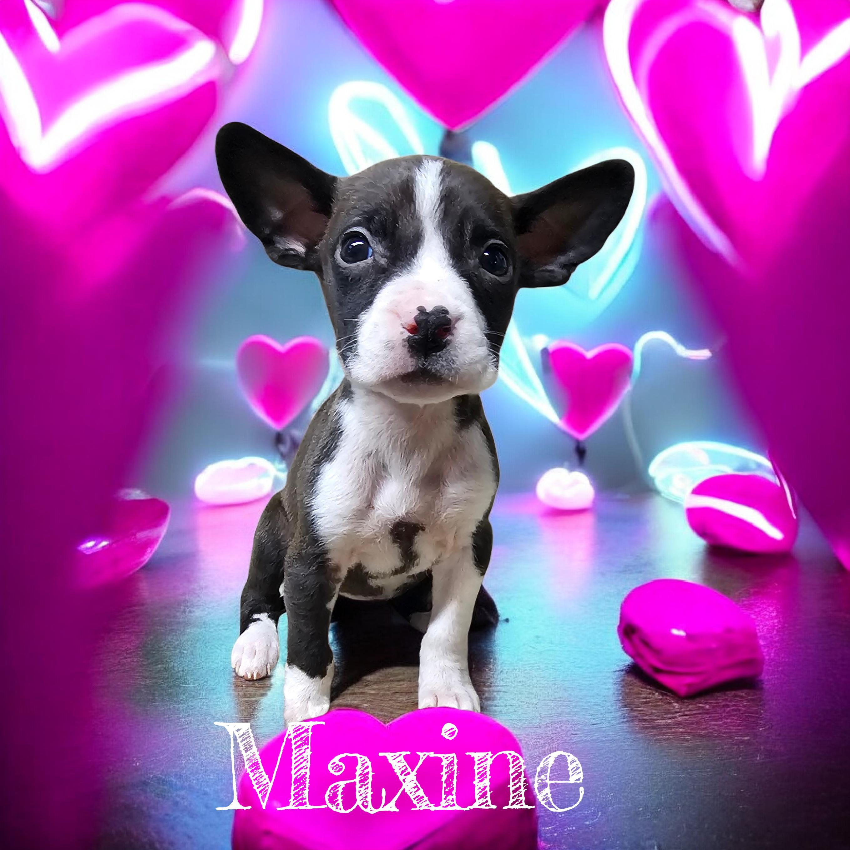Maxine