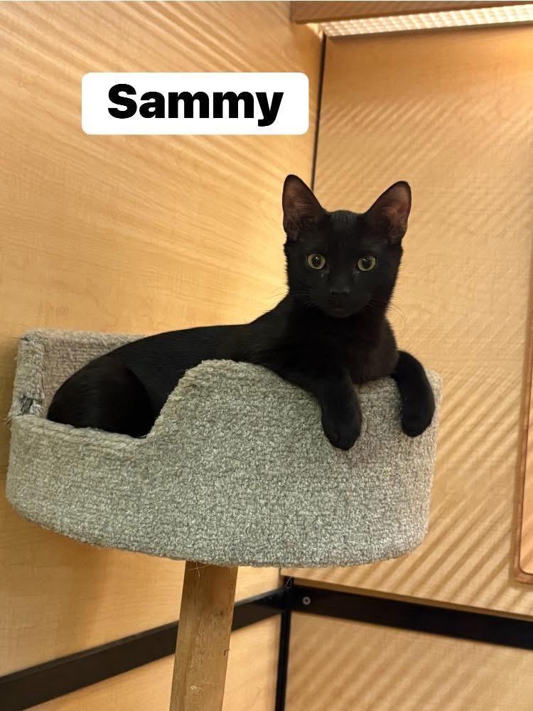 Sammy