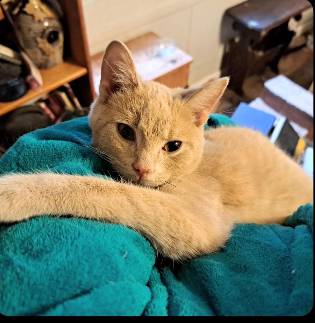 A baby medium-sized male Orange / Red Tabby cat named Simba & Lil' Blue for adoption in Maryville, TN