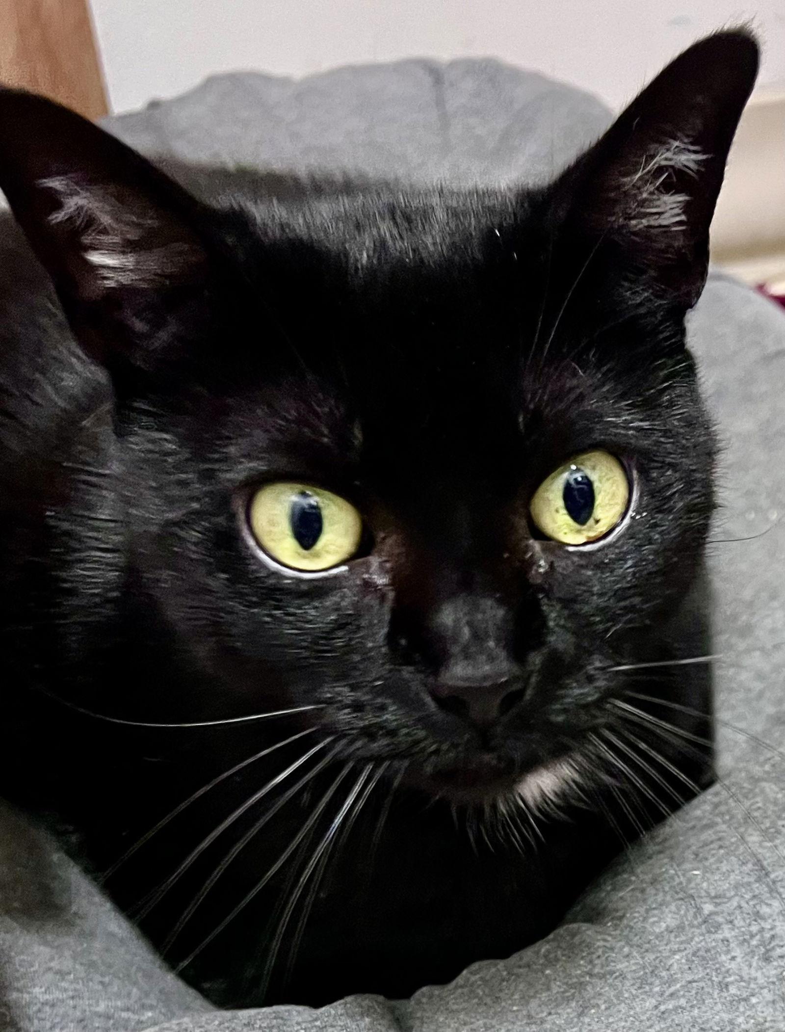 Georgie Willow Grove