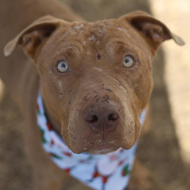 A young medium-sized male American Staffordshire Terrier dog named Rocky for adoption in San Antonio, TX