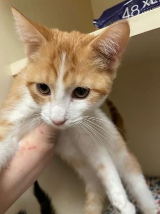 A baby small-sized male Domestic Short Hair cat named Helios for adoption in Chamblee, GA