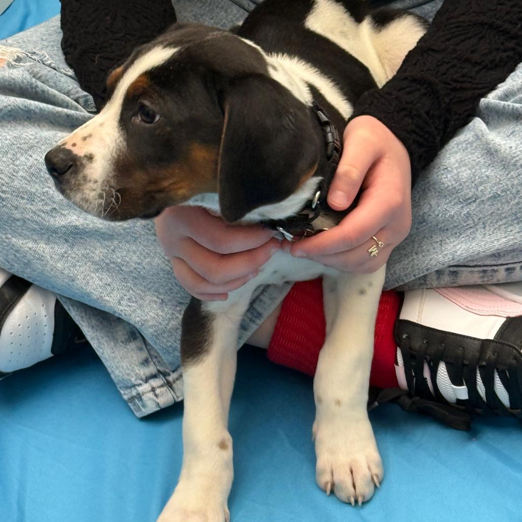 Dublin Pup: Shamrock