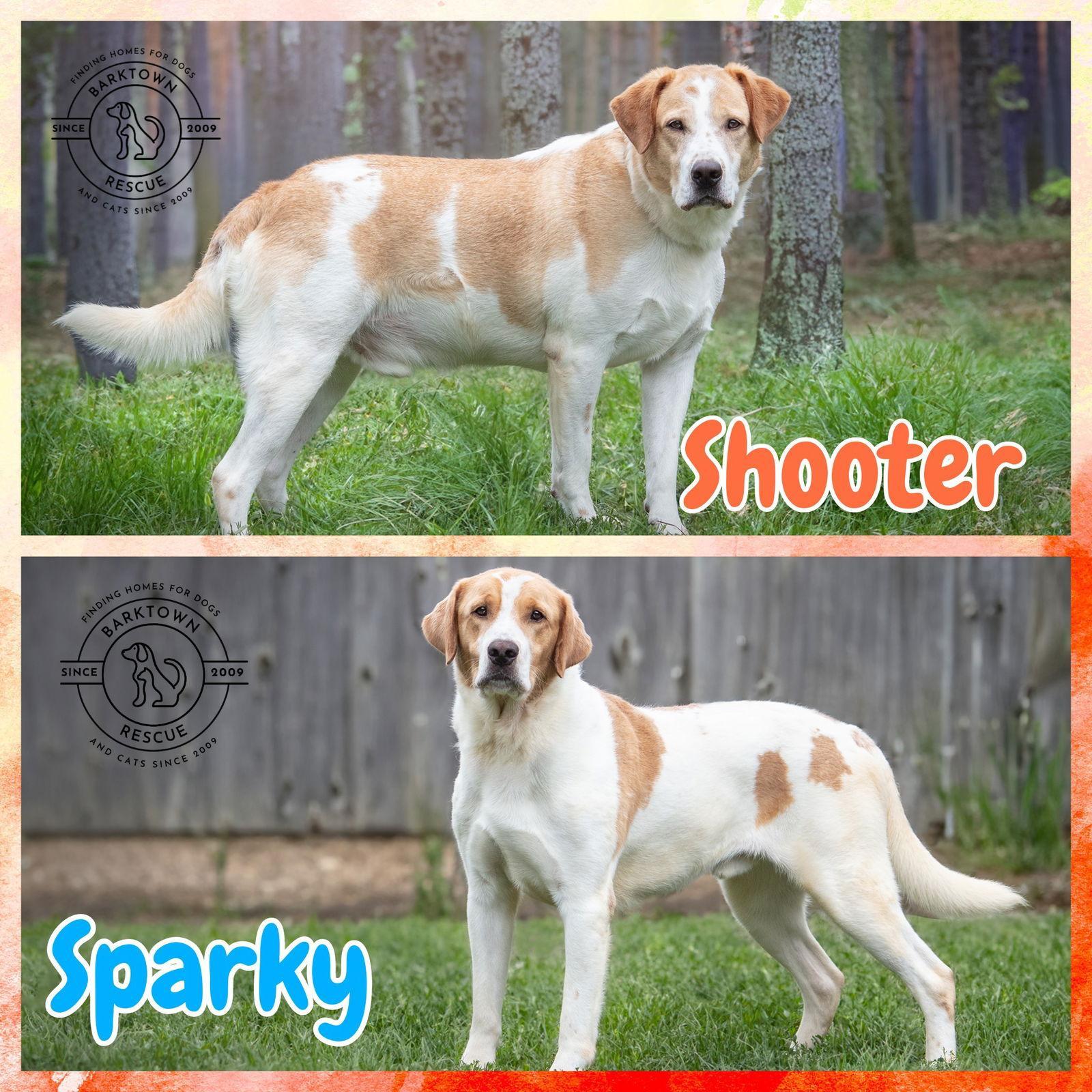 Shooter & Sparky photo 1