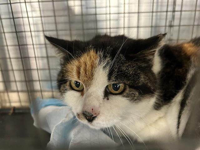 Callie West Moreland