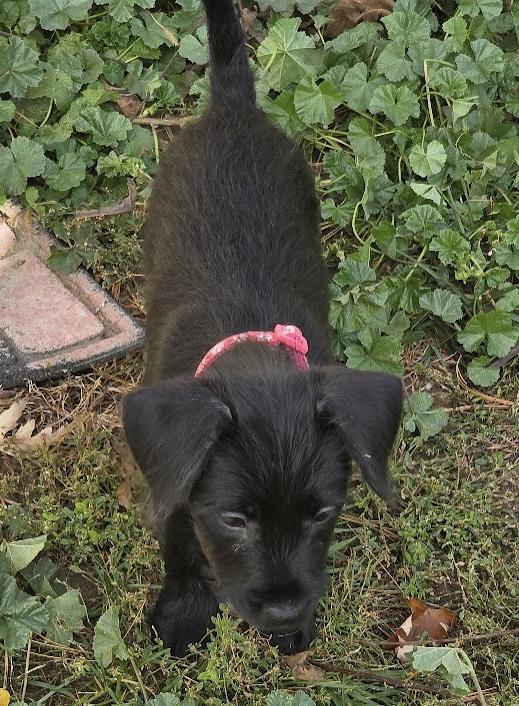 A baby small-sized female Black Terrier dog named Della for adoption in Union Grove, WI