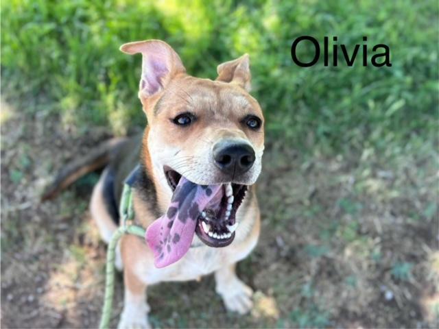 Olivia photo 1