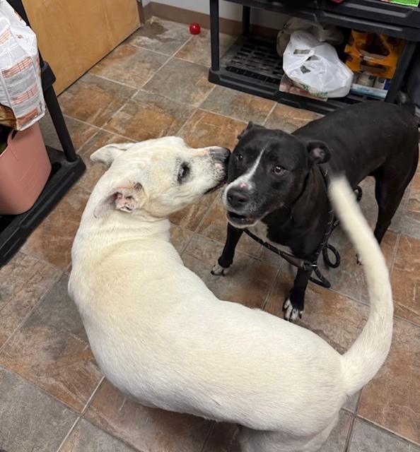 Codex And Proxy photo 1