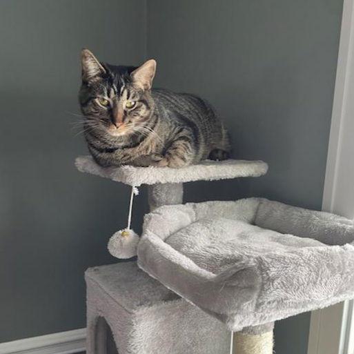 Kaos Litter: Prometheus