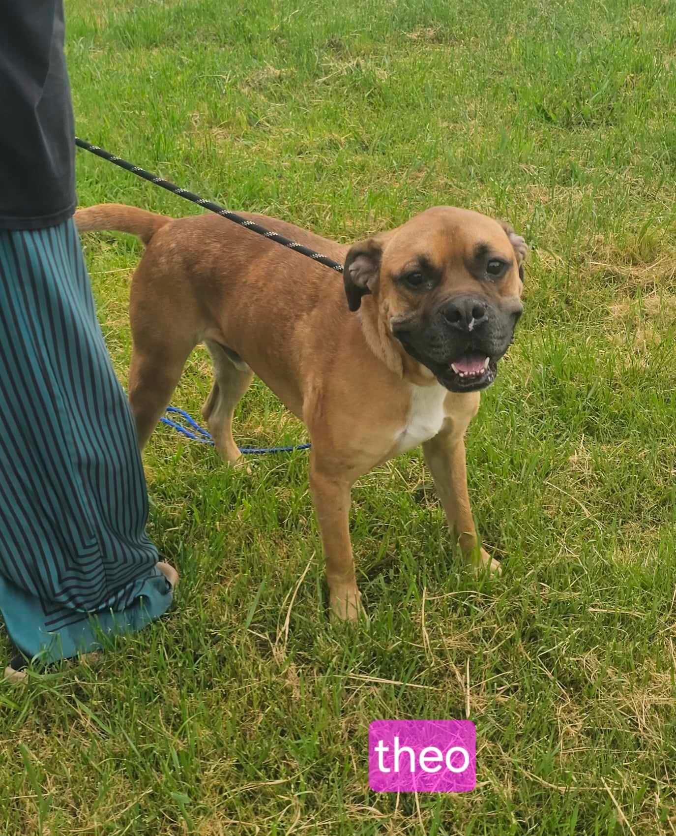 A young large-sized male Boxer dog named Theo for adoption in Fort Worth, TX