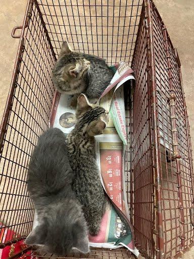 A young small-sized female Domestic Short Hair cat named A for adoption in Austin, TX