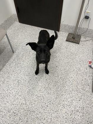 An adult medium-sized female Mixed Breed dog named Mononoke for adoption in Atlanta, GA