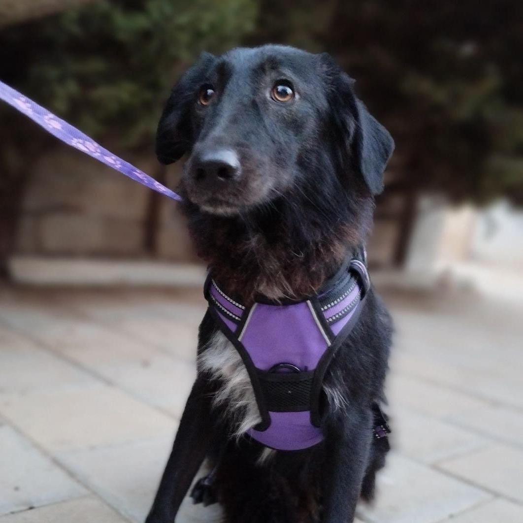 A young medium-sized female Canaan Dog dog named Reyhan for adoption in New York, NY