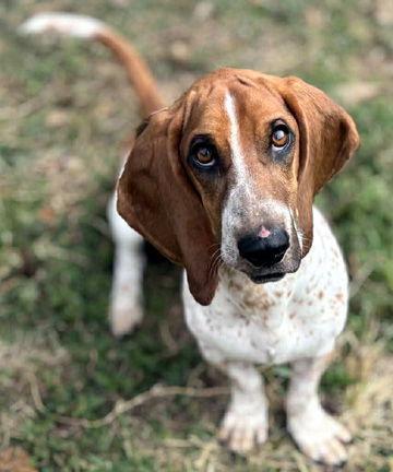 A young medium-sized male Basset Hound dog named Slinky S for adoption in Mays Landing, NJ