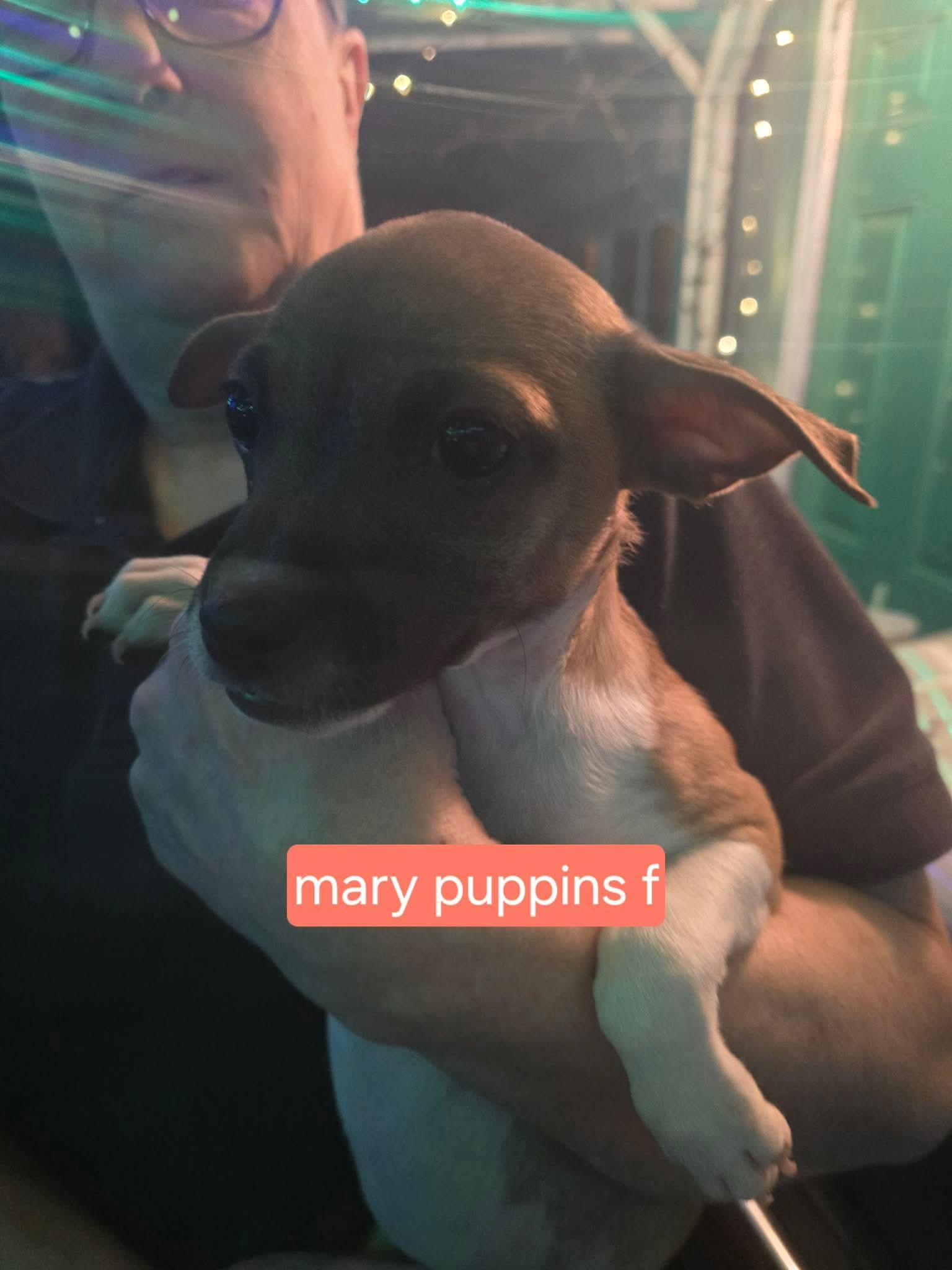 Mary Puppins