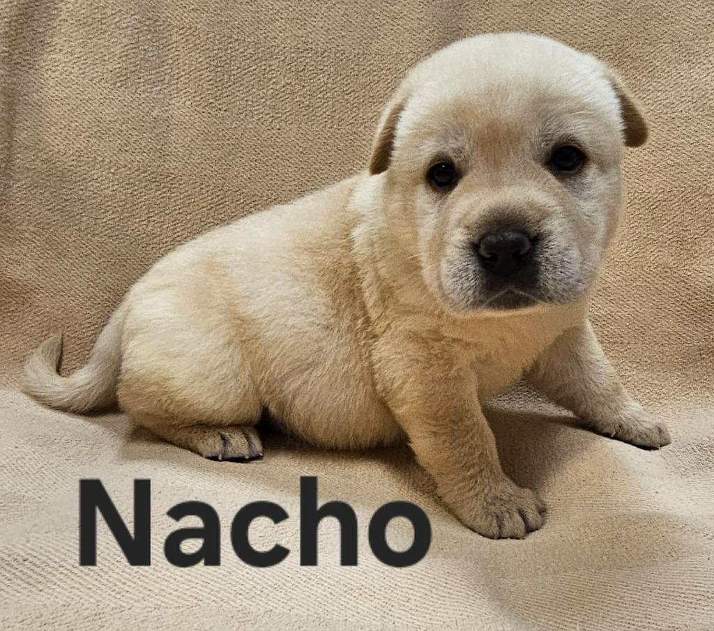 Nacho