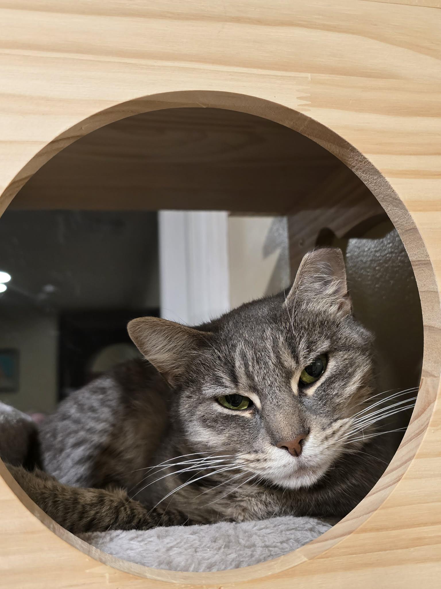 A young medium-sized female Tabby (Gray / Blue / Silver) Domestic Short Hair cat named Piper for adoption in Enfield, CT