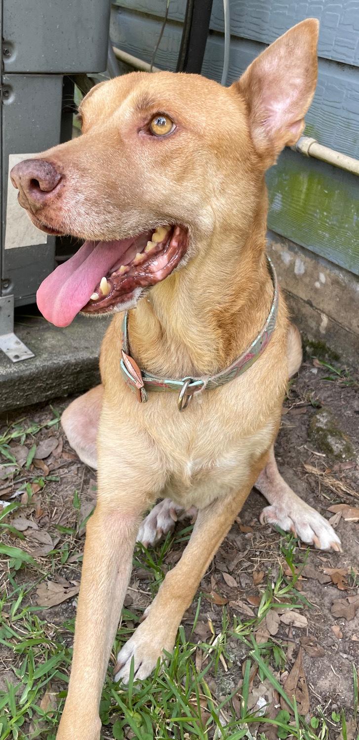 An adult large-sized male Apricot / Beige Labrador Retriever dog named Lucky Ii for adoption in Spring, TX